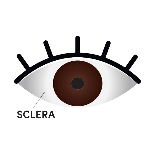 Sclera
